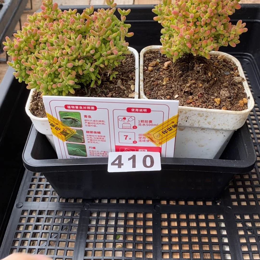 枝干番杏多肉植物410