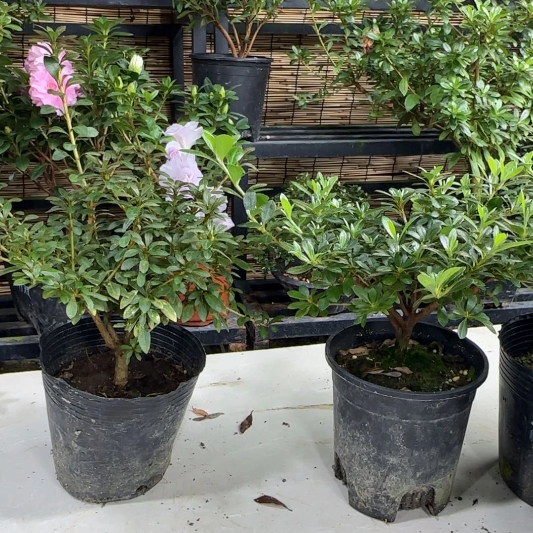 狂***强完全开放鸨羽惠 日之丸