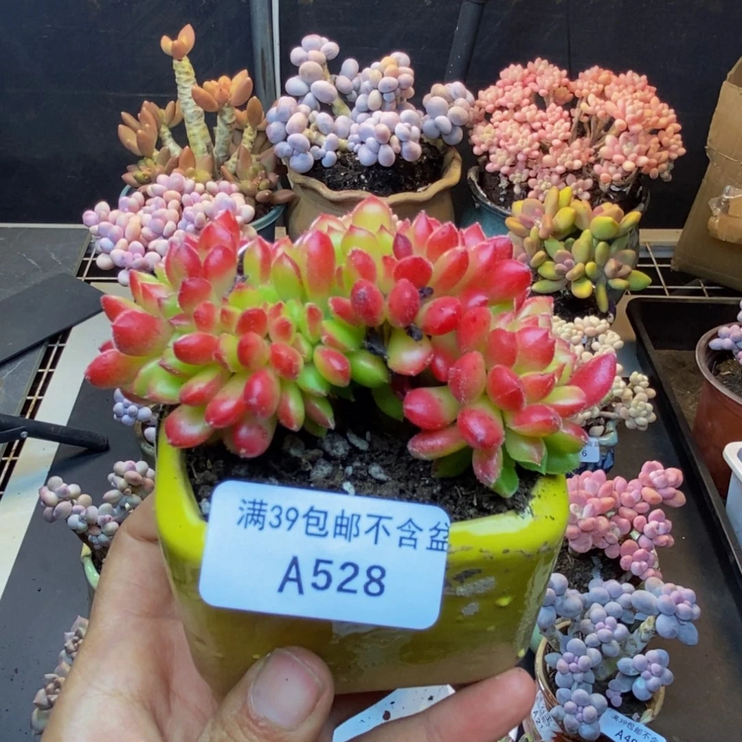 528红唇缀多肉7c m