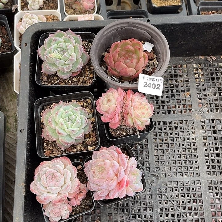 ᴥ****阿雅园艺。   2402