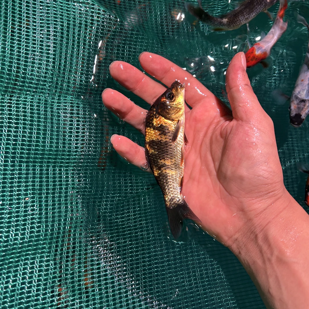 血统锦鲤昭和绯写白写锦鲤苗冷水鱼招财红鲤鱼