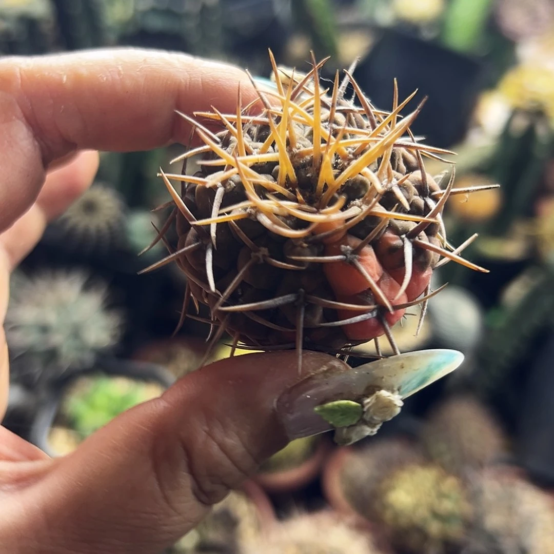 守殿玉锦有根仙人球11111111