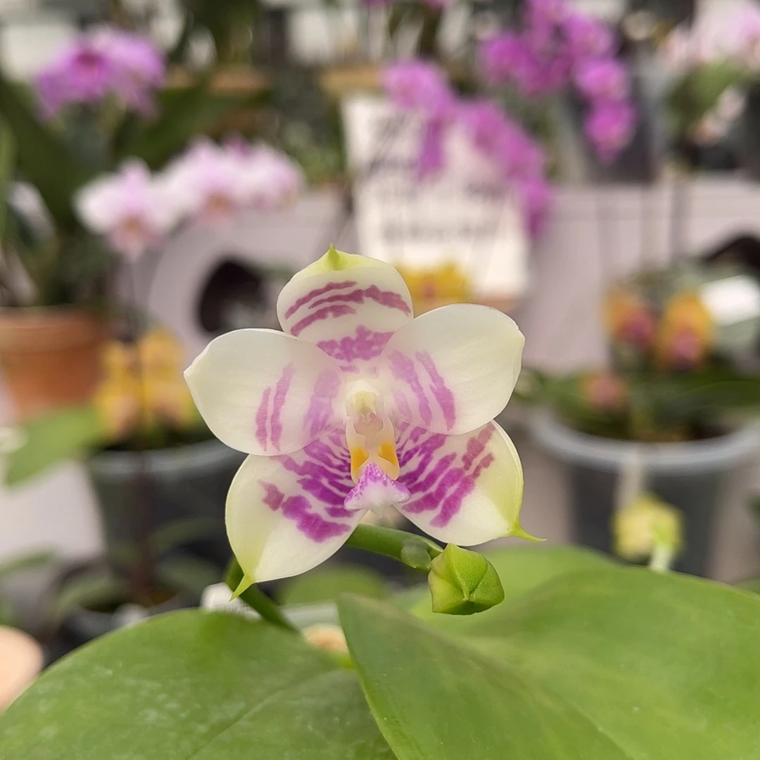 完全开放1160 23YC紫虎交文森