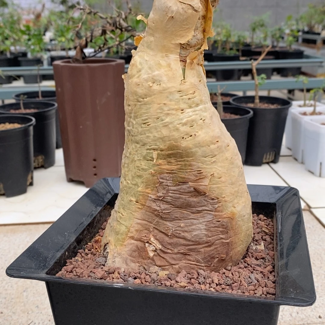 银叶葡萄翁产地熟桩