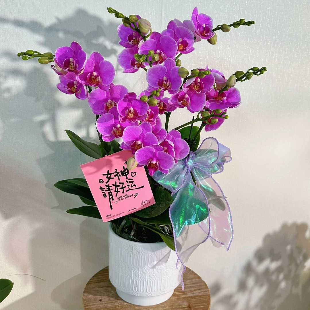【紫蝶-组盆】蝴蝶兰带花花期长适合送人作餐桌花花卉盆栽四季开花
