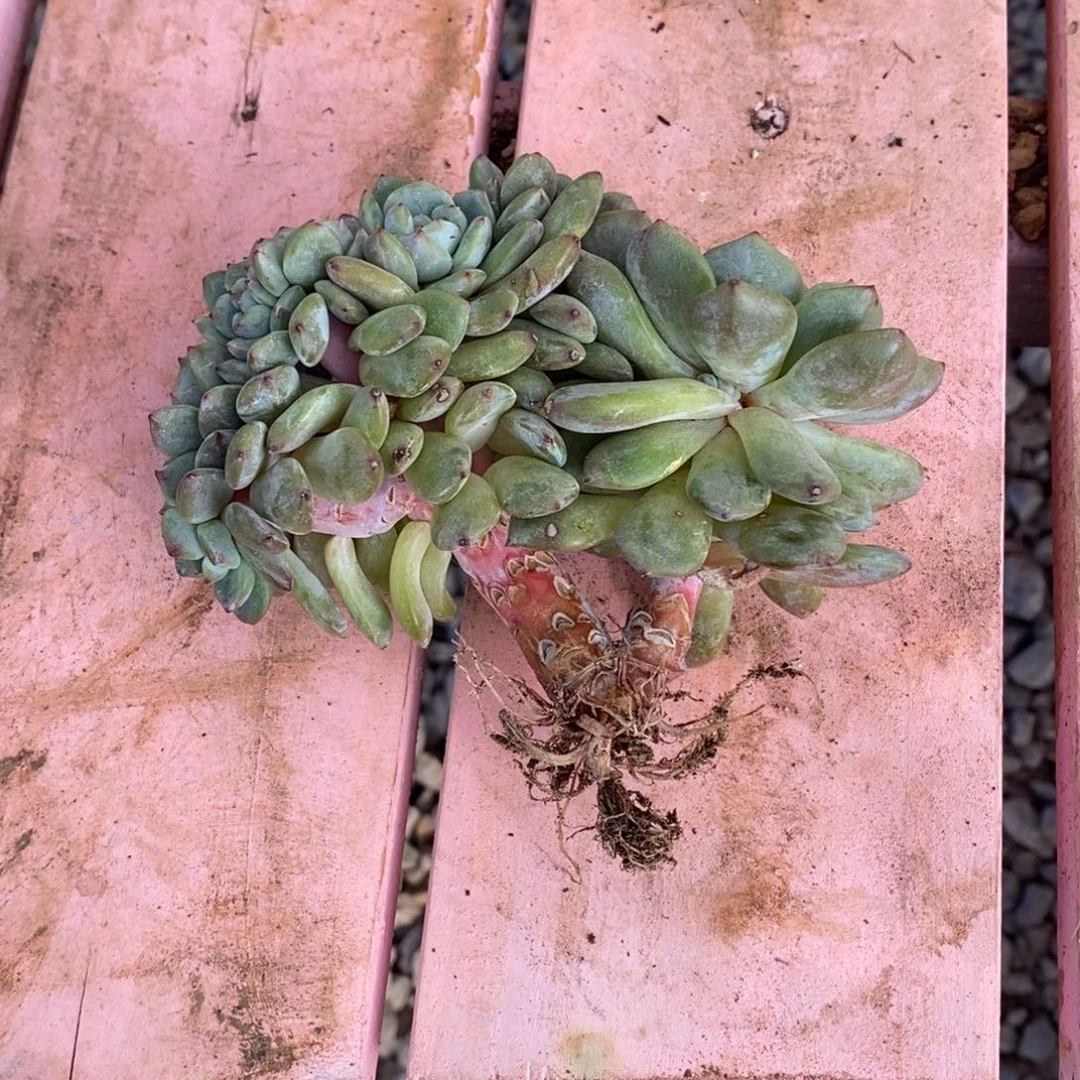 毛***子小虎多肉一物一拍星影