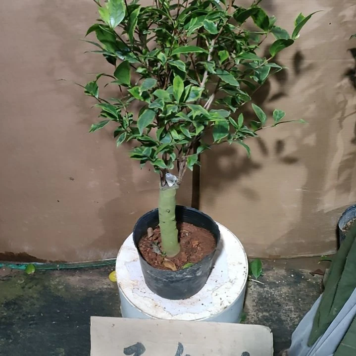 263彩叶变异五色，原盆原土发货，不包邮