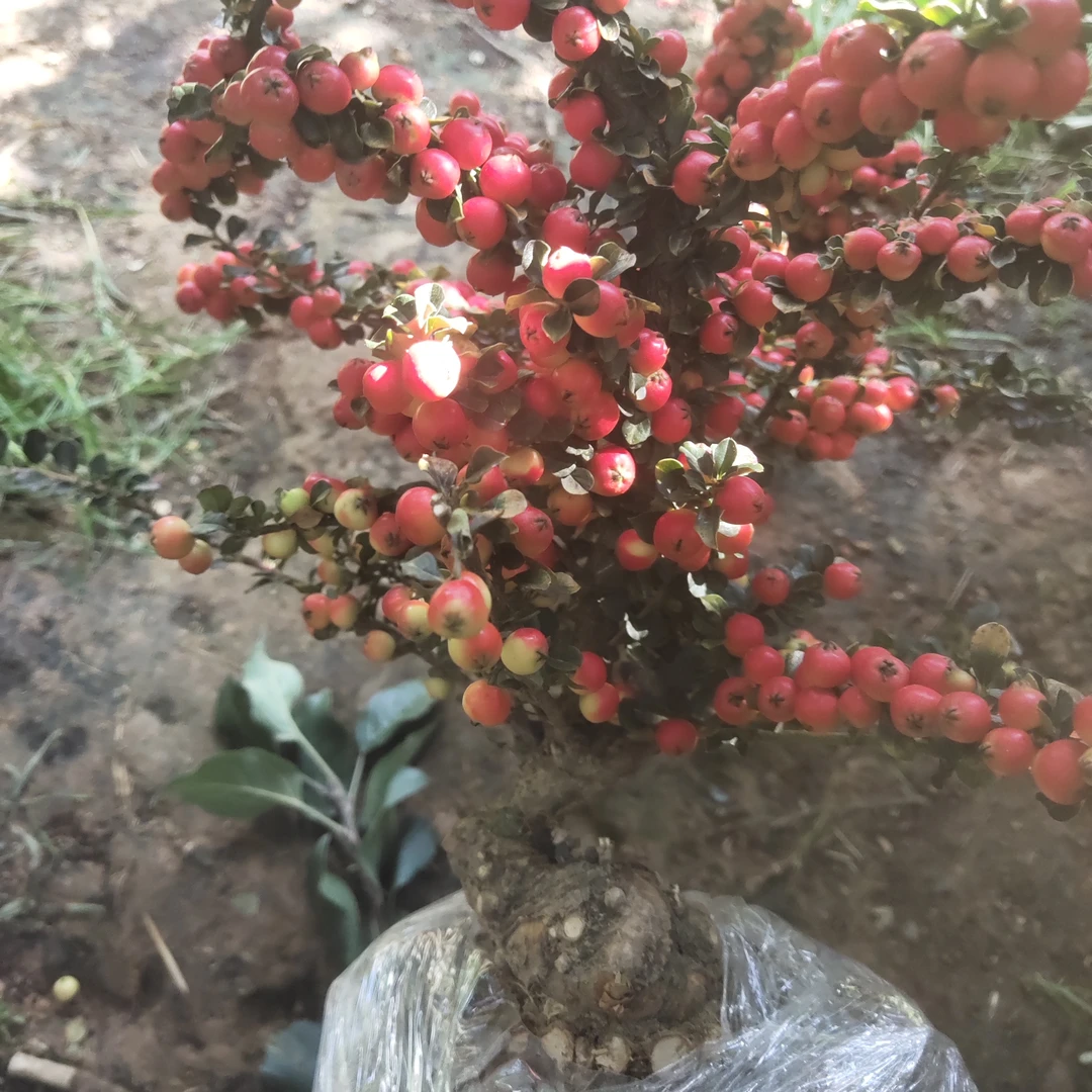 红花双排，西施大果子