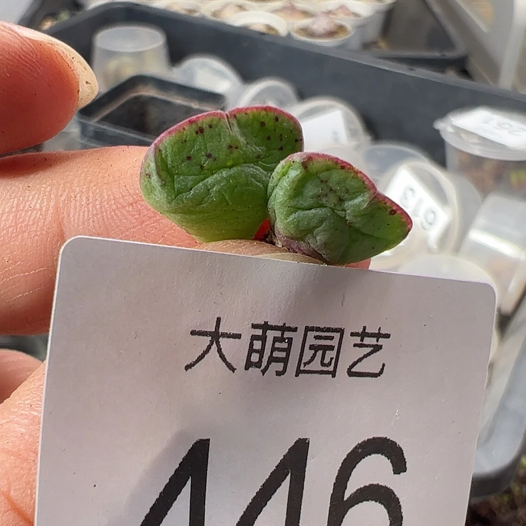 一物一拍。          446