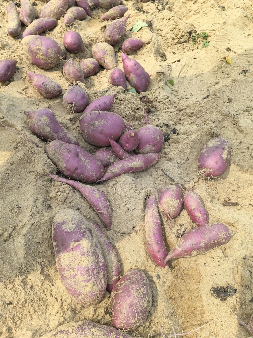 海南桥头富硒地瓜精品大果每个4-8两