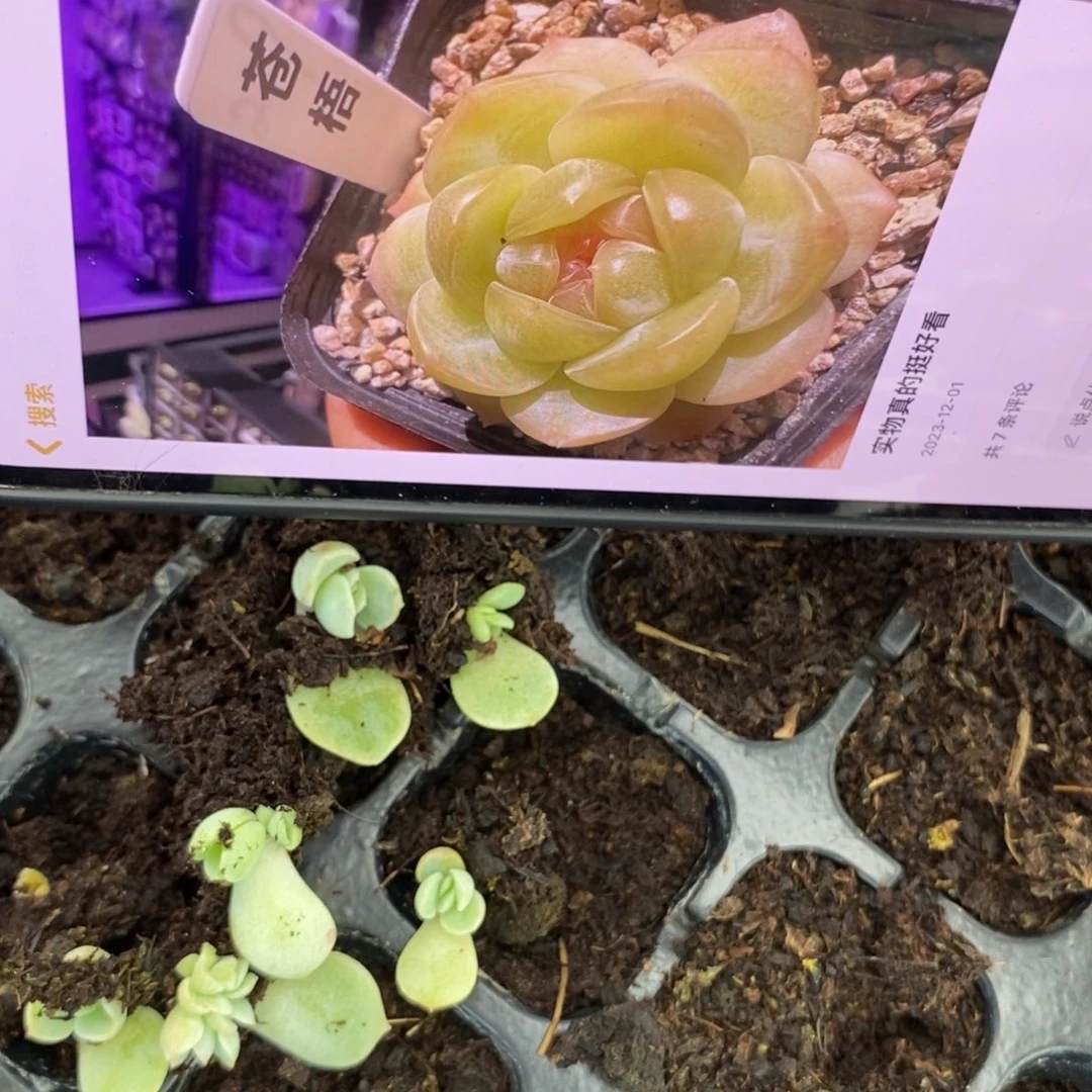 穴盘苍梧芽苗一个多肉量拍
