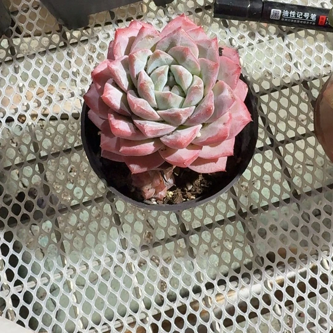 粉砖多肉植物精品
