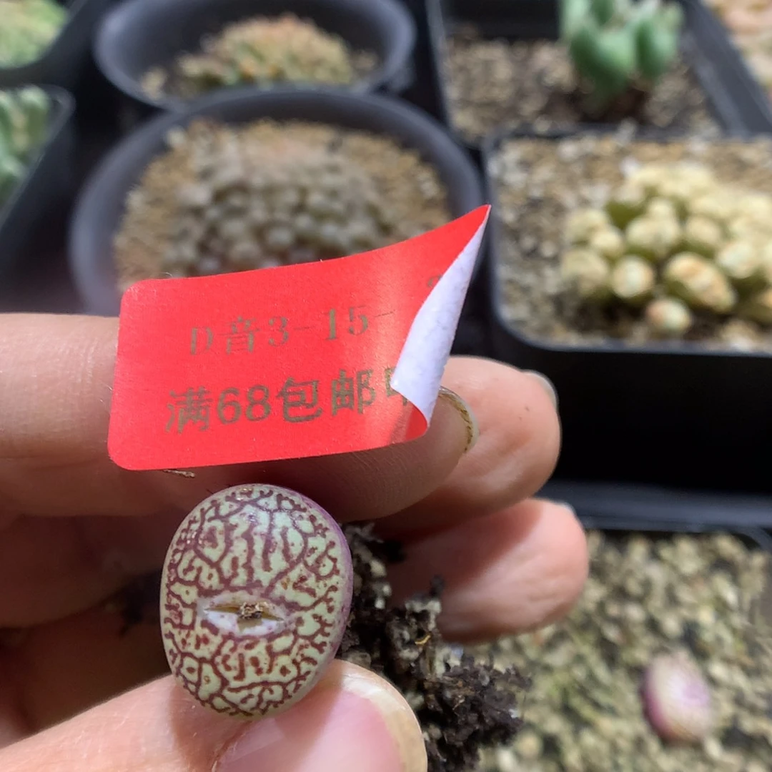 【闪购商品】3-15-38 唐草墨一颗 20燕子