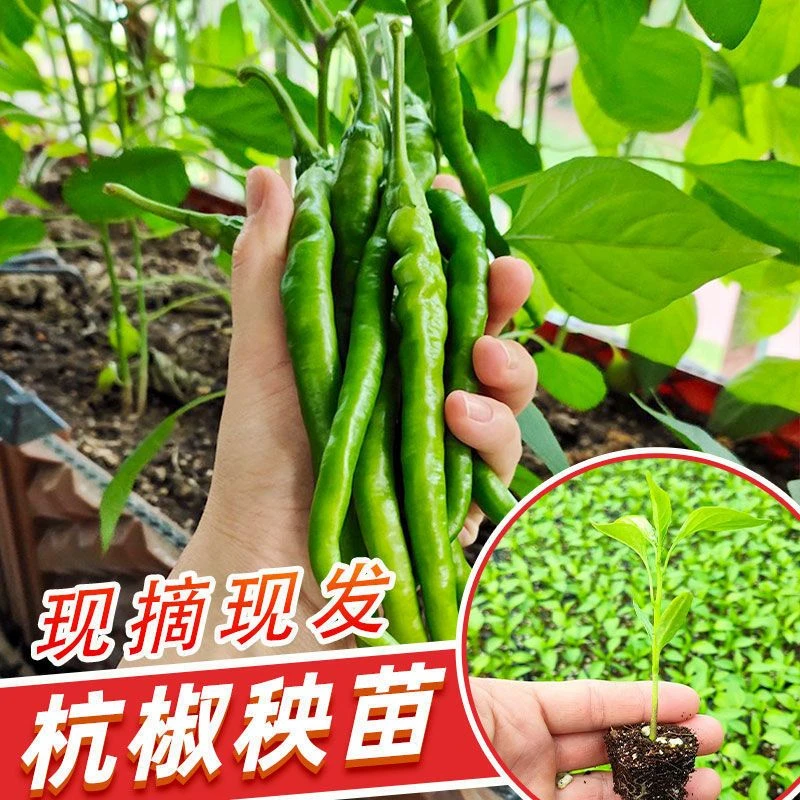 四季高产薄皮椒苗线椒螺丝牛角二荆条灯笼朝天小米椒美人椒杭椒苗