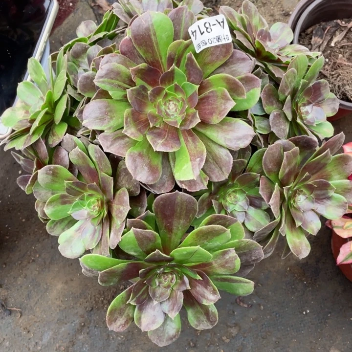 814花月夜多肉1234467多肉