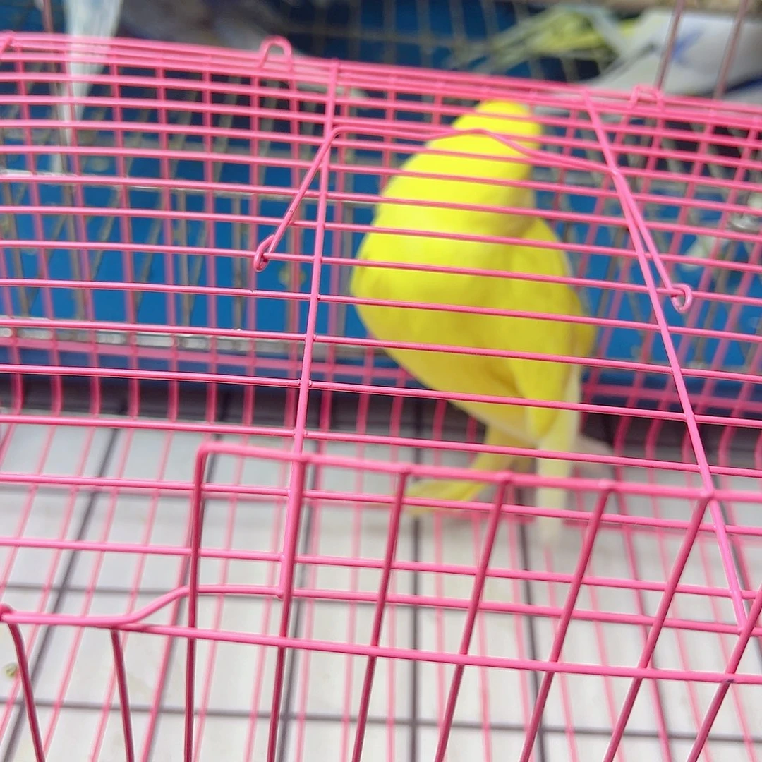 虎皮鹦鹉啊啊啊啊啊啊
