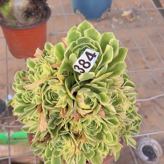 感***李多肉植物一个法师