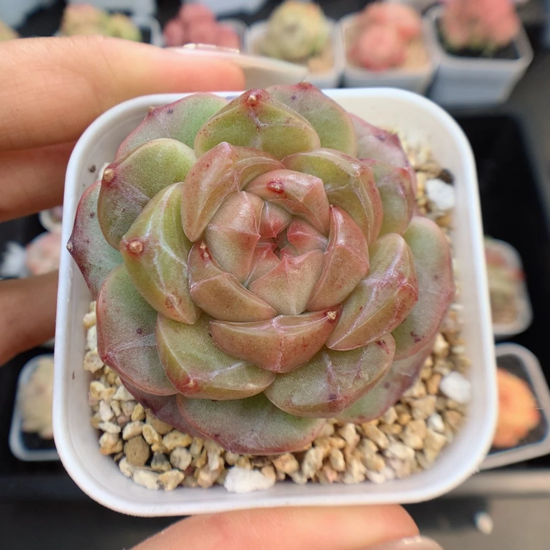 多肉植物。  糖心50