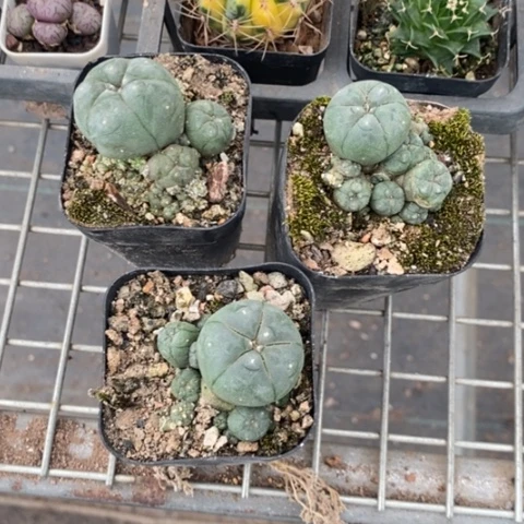 阿*组合3颗海鲜4仙人球