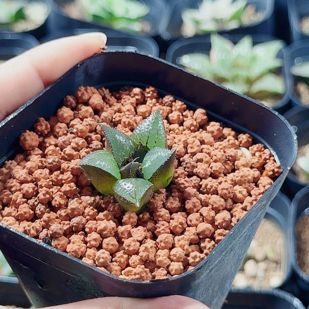 王***实十二卷 实生特选福利