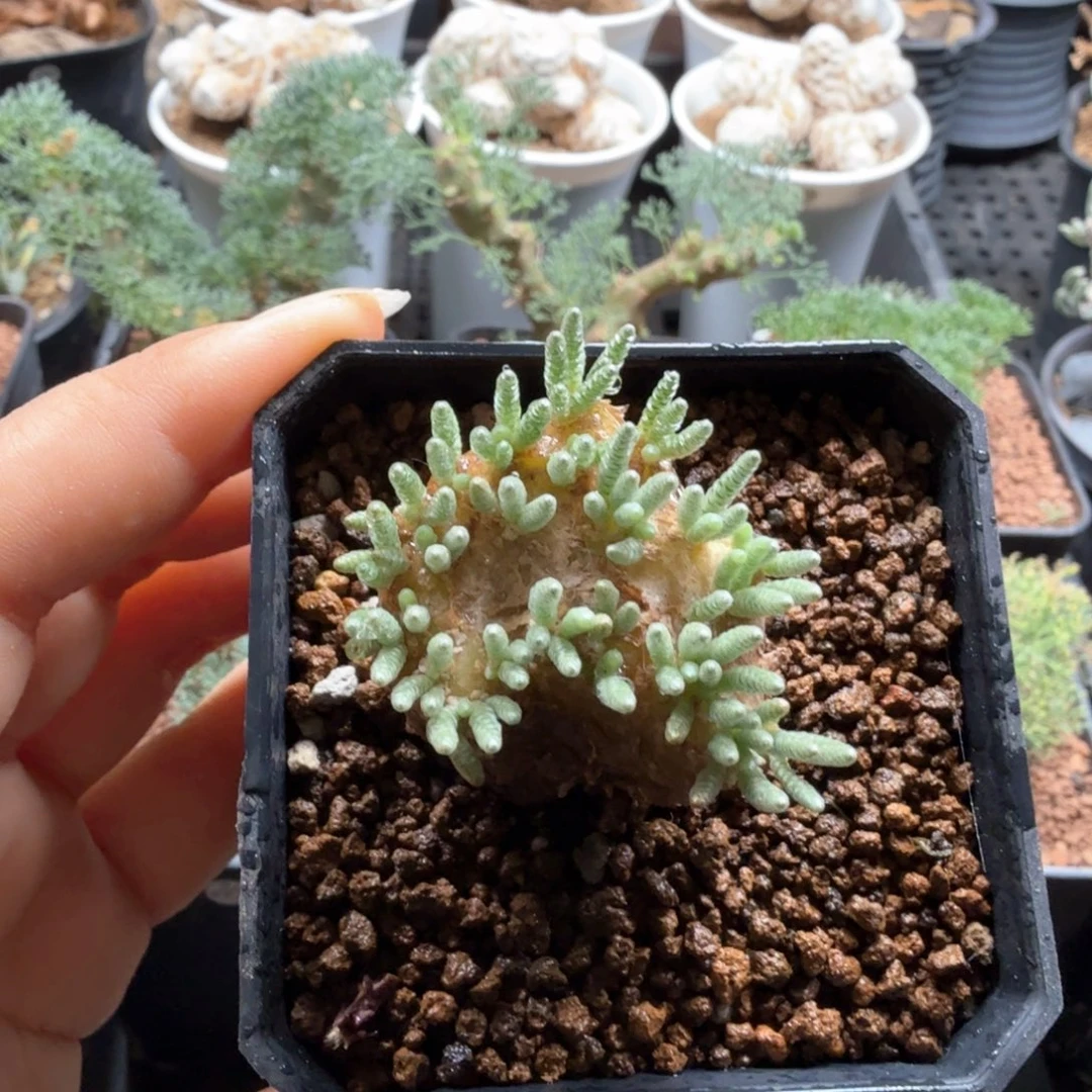 韧锦107仙人掌仙人掌