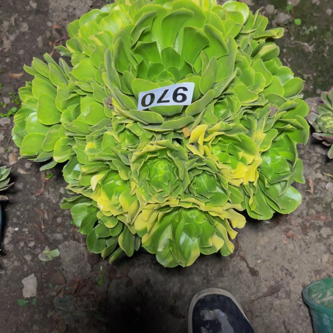 五色琉璃26//6包邮