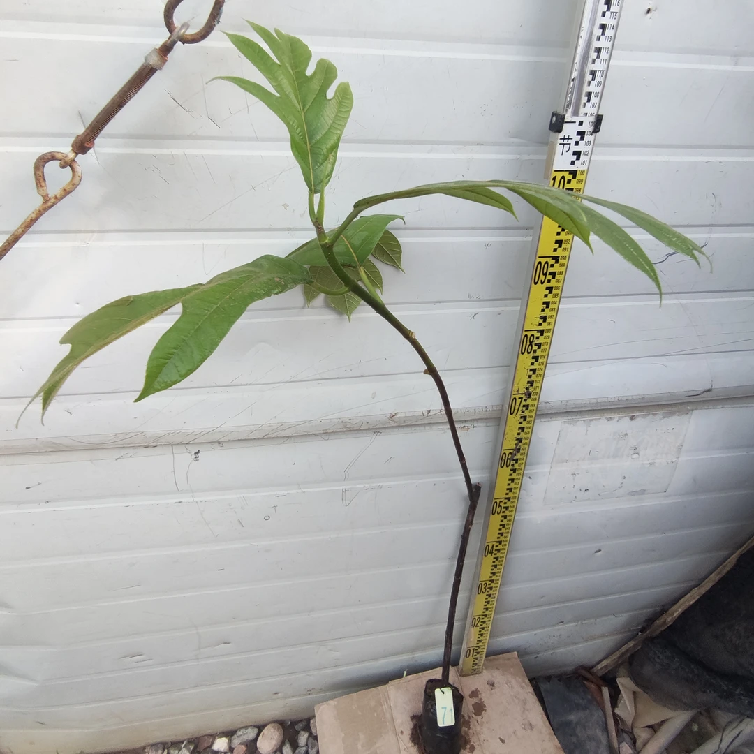 面包树面包果小袋苗71号罗蜜树马槟榔面磅树庭院大型绿植结果绿植