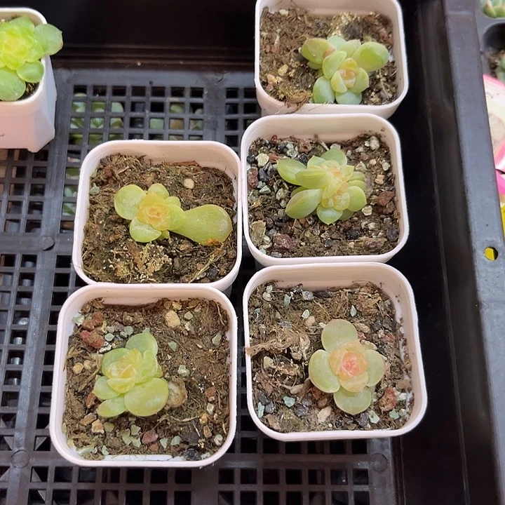 浮玉 5方杯一个满25包邮