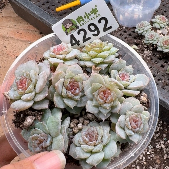 多肉植物多肉植物
