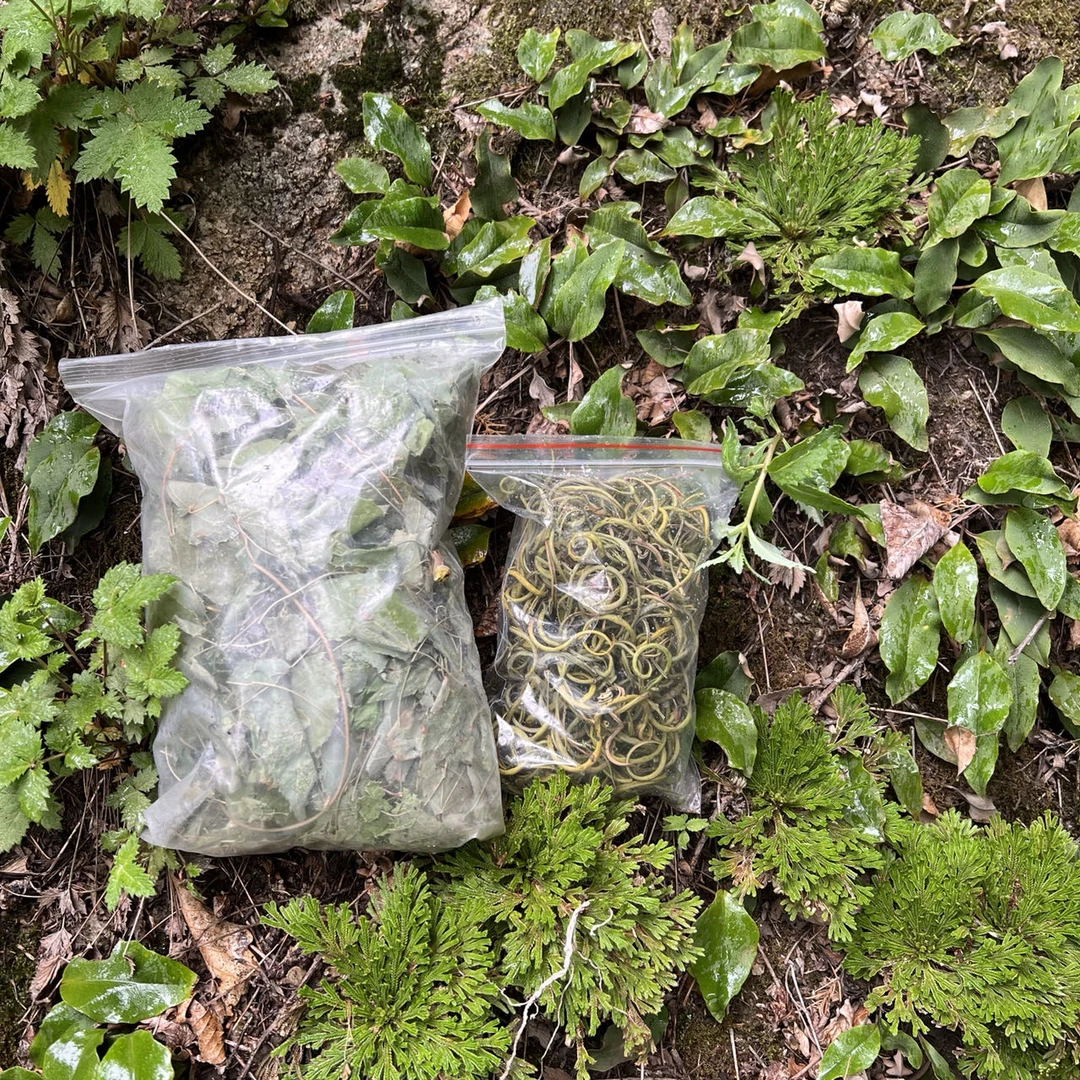 山货 手工采摘深山长白草干货 三支九叶草合计100克