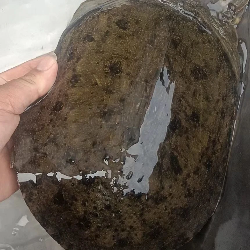 黑花甲鱼直播间一物一拍顺丰