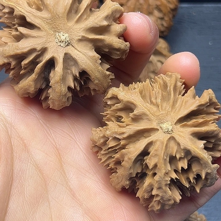 核桃秦岭突突突突突突