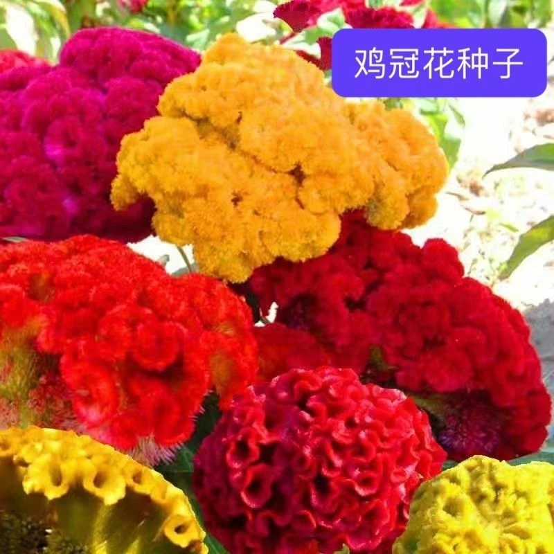 四季混色鸡冠花种子矮杆花籽阳台室外盆栽太阳花种子大花鸡冠花种