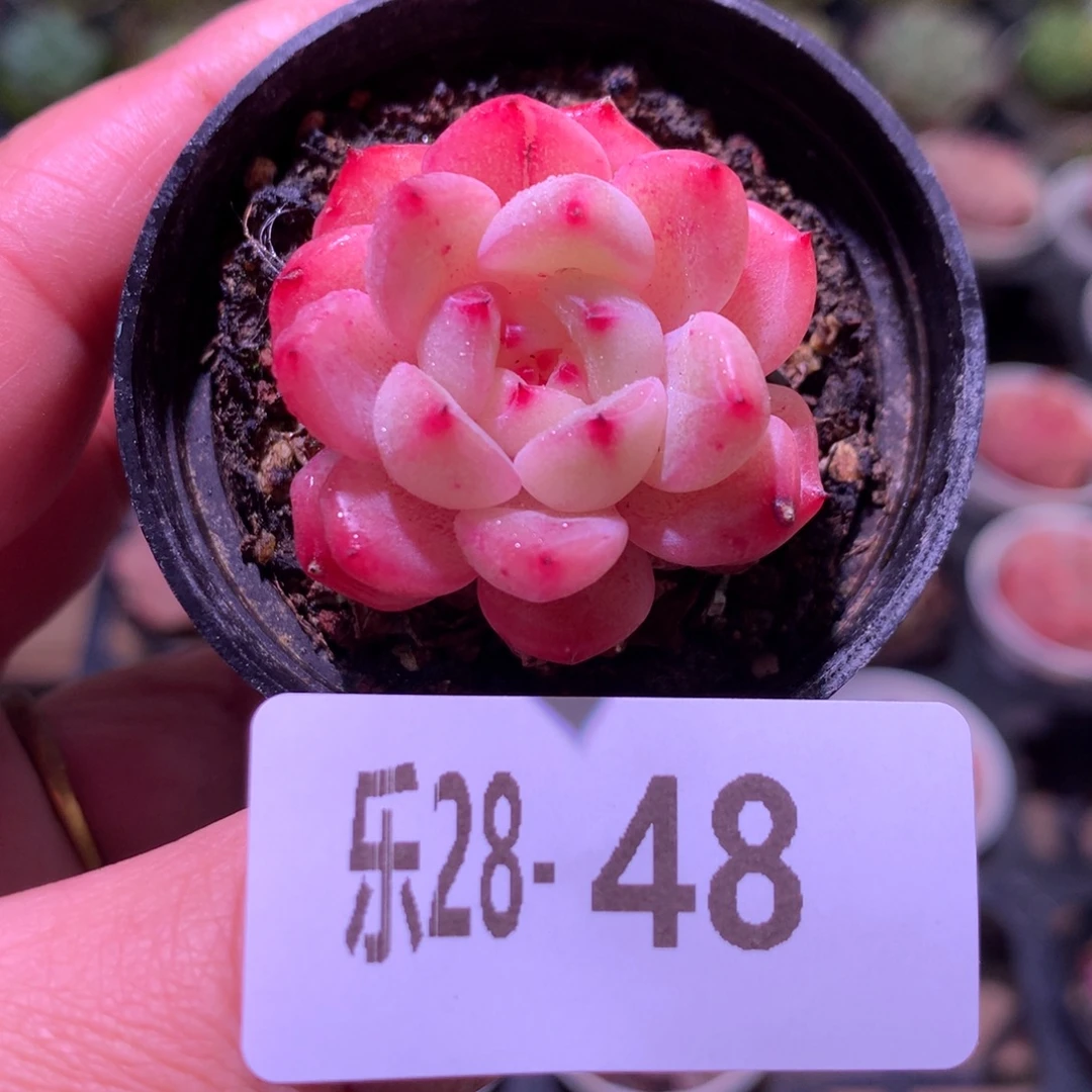 乐然28-48 新品单头