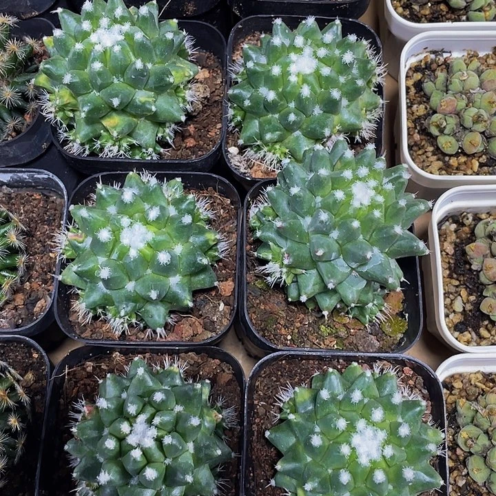 雪糕仙人球带哦土发