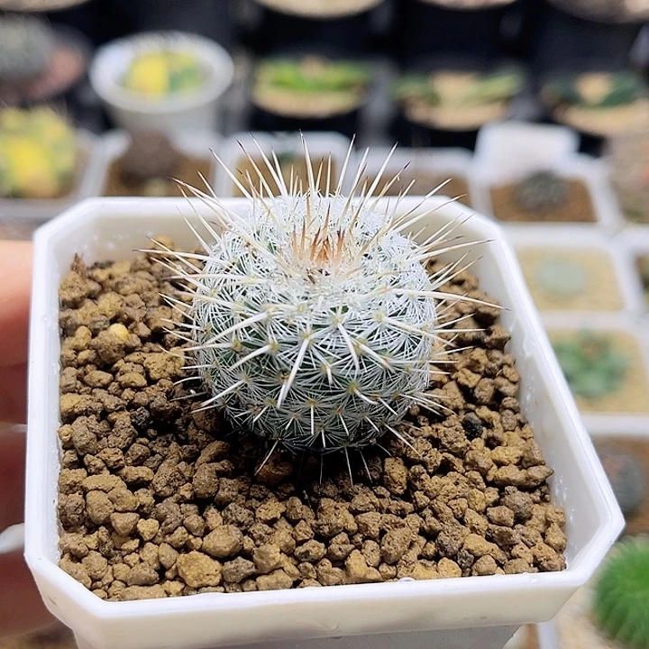 白王丸实生球脱土