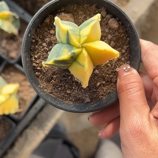 香****?实生鸾锦5677788