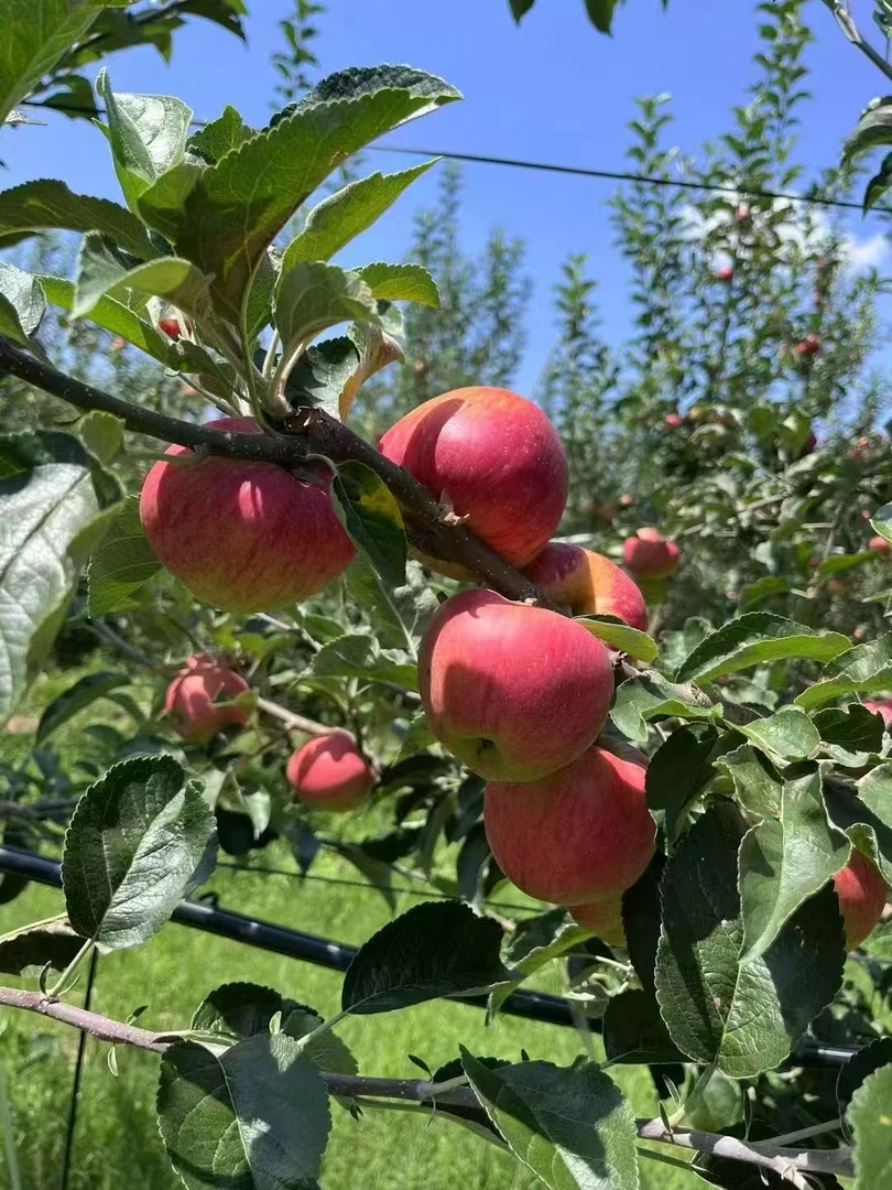 云南昭通冰糖心丑苹果新鲜现摘脆甜多汁水果