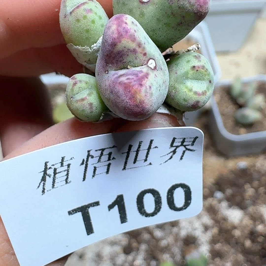 100盒多d r z w w多肉植物哇