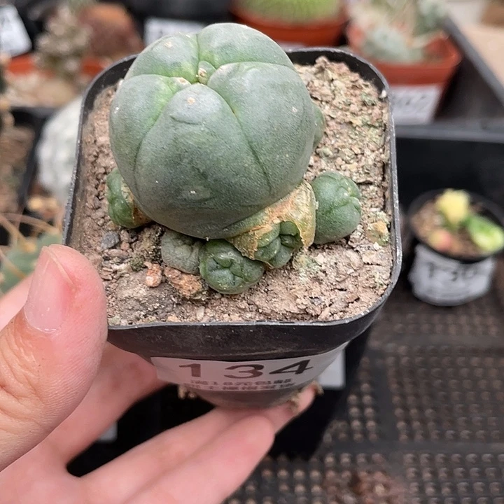134鱼群 仙人球植物