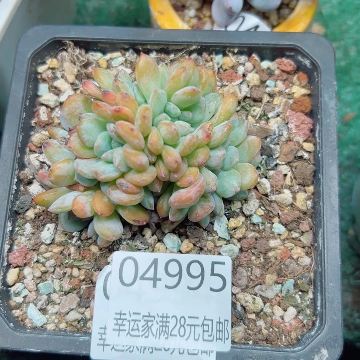 菩***后幸运的是我还没遇到过这样