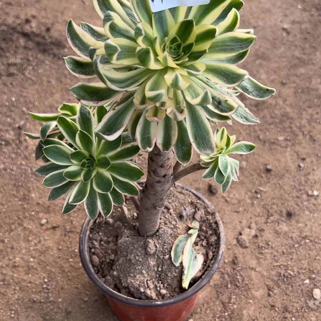 24青连多肉多肉多肉