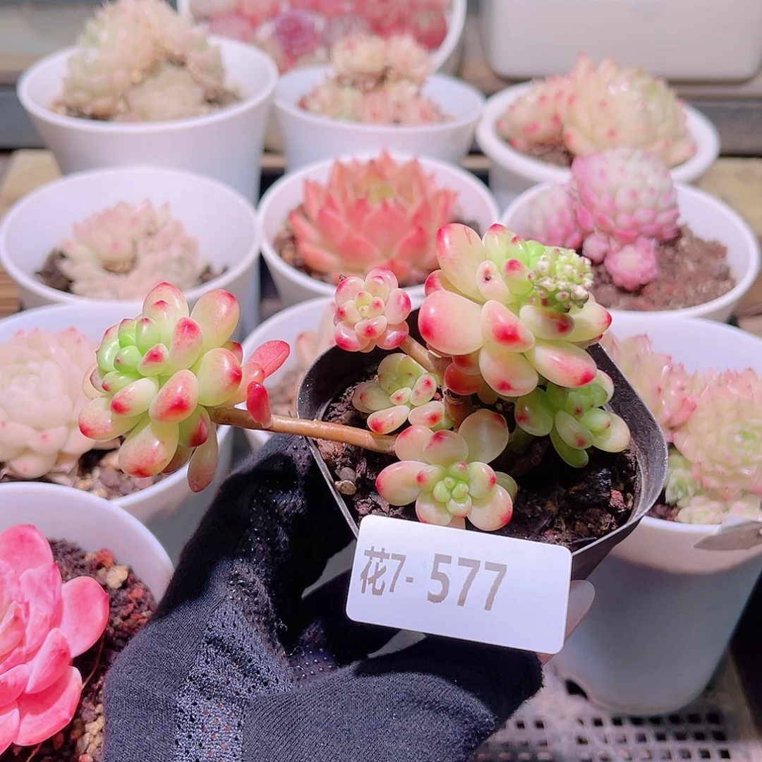 花利美7-577香格里拉