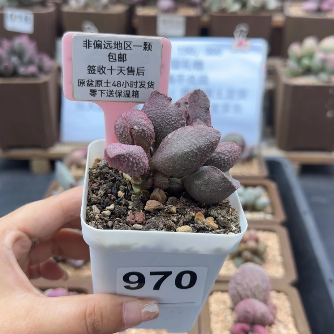 莹****球970红粉哈莫杂多肉植物