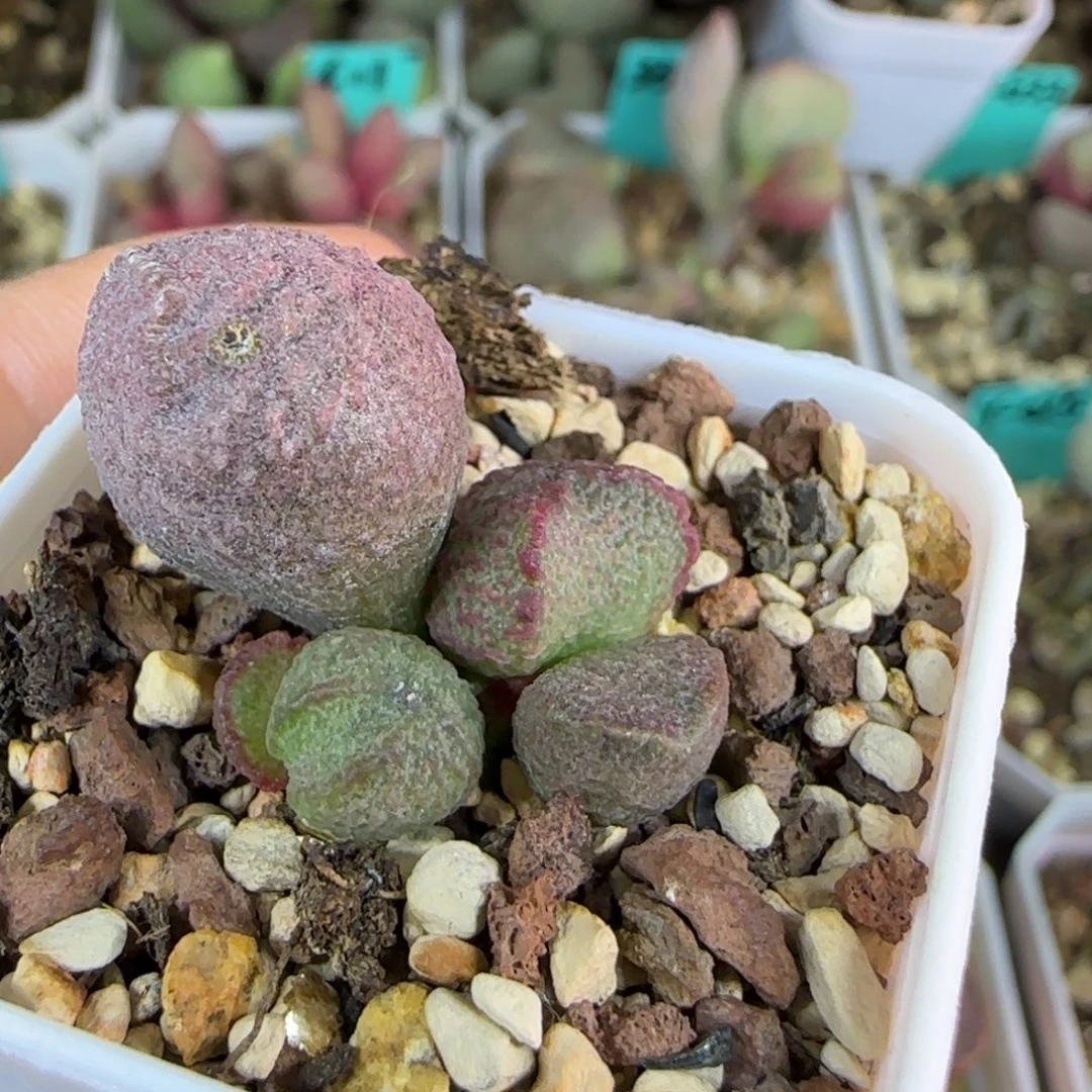 实生叶插，四方盆发