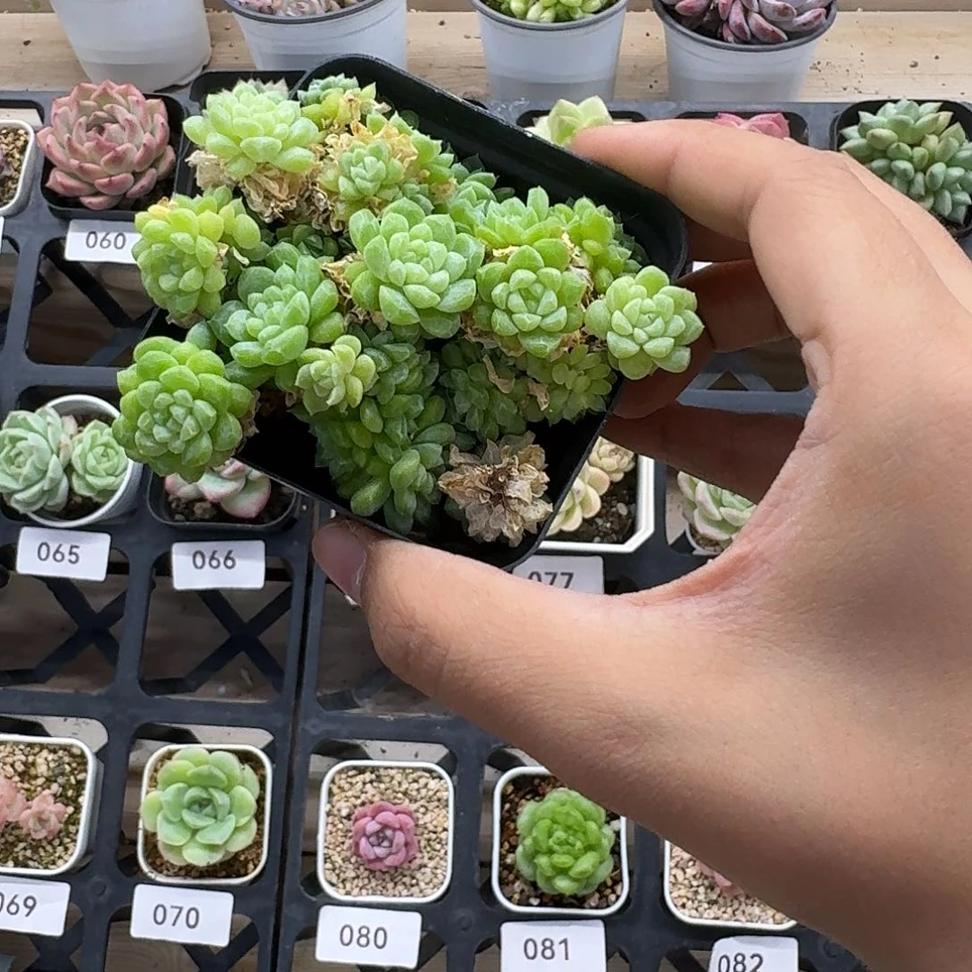 橘***?橘桑专拍！ggggg