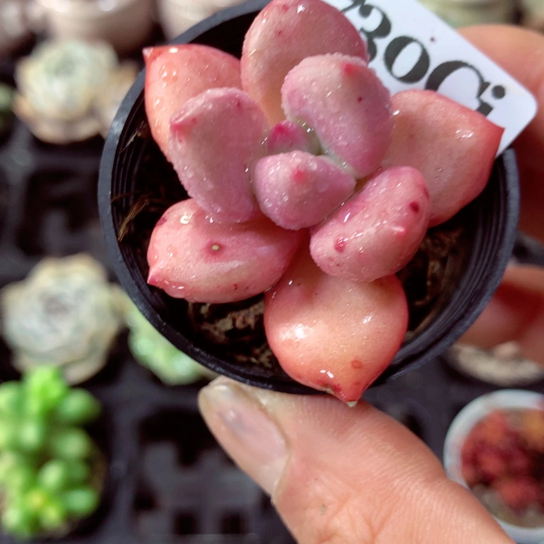 5厘米盆精控多肉730