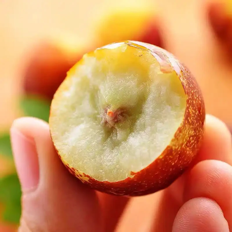 【品种苗】嫁接三代冰糖脆枣冬枣树苗盆栽地栽买一送一养死包赔