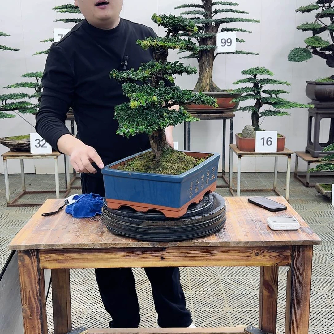 盆景罗汉松造型盆景