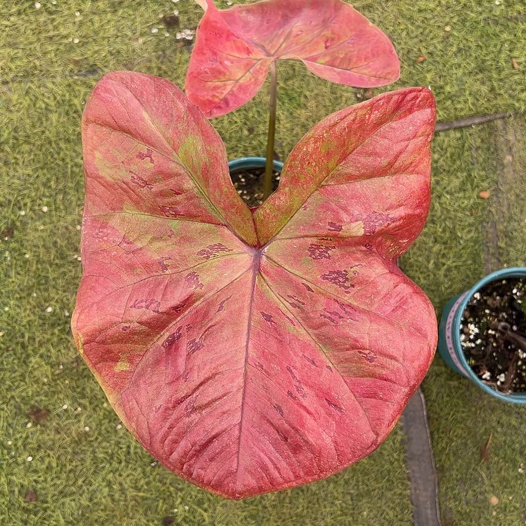 无花朵粉玫瑰泰彩11